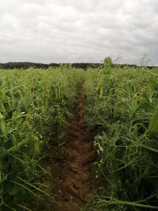 Łubin wąskolistny Oskar groch astronaute