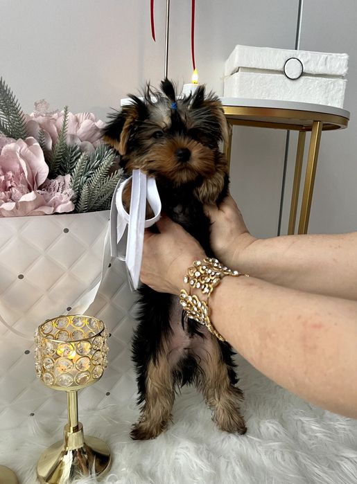 VIP Йорки  — Маленькі щастячка готові до переїзду