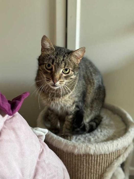 ANDREA BOCELLI - nieśmiały kocurek z potencjałem szuka domu!