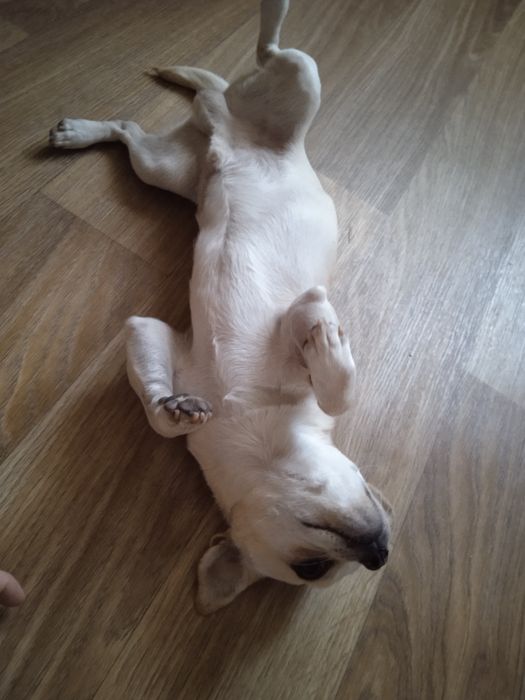 Для вязки,Чихуа Мальчик