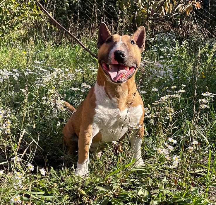 Миниатюрный бультерьер вязка