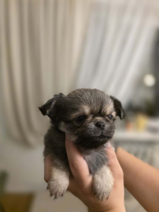 *Amaretto *piesek chihuahua już do odbioru