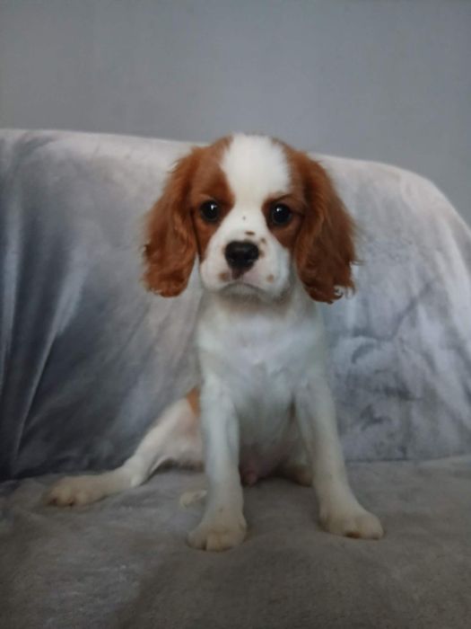 Cavalier King Charles Spaniel, samiec