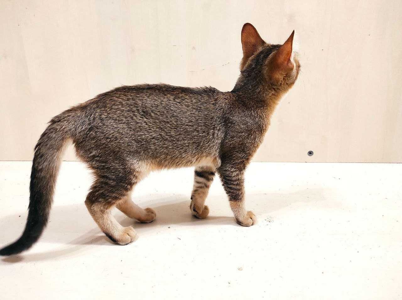 Камышовый кот купить