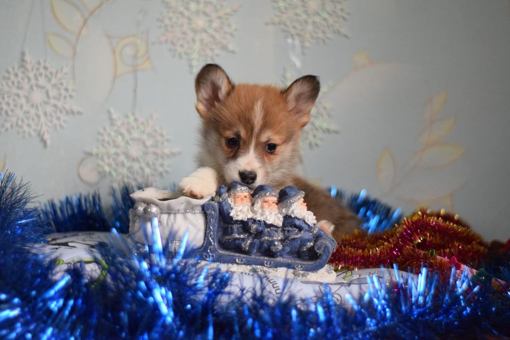 Коргі  дівчатка і хлопчики