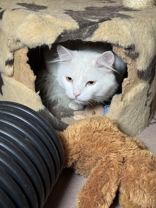 Взрослые котейки в любящие семьи