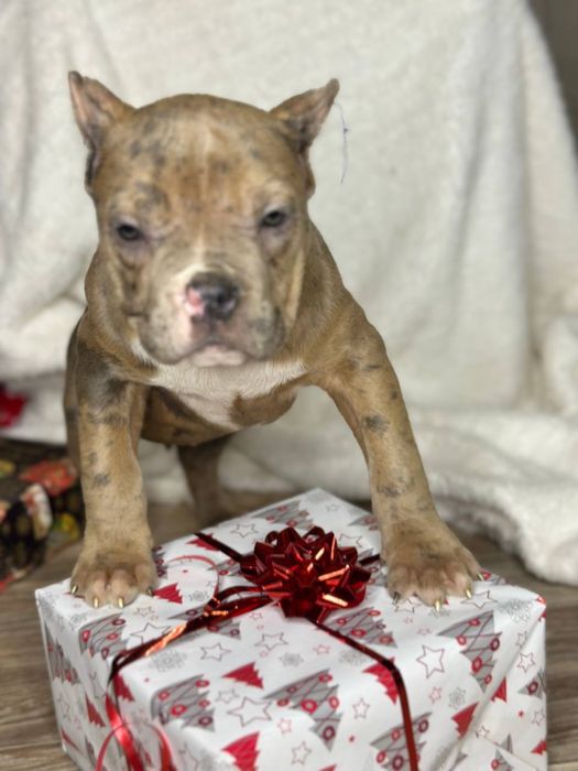 Американський буллі мрамор