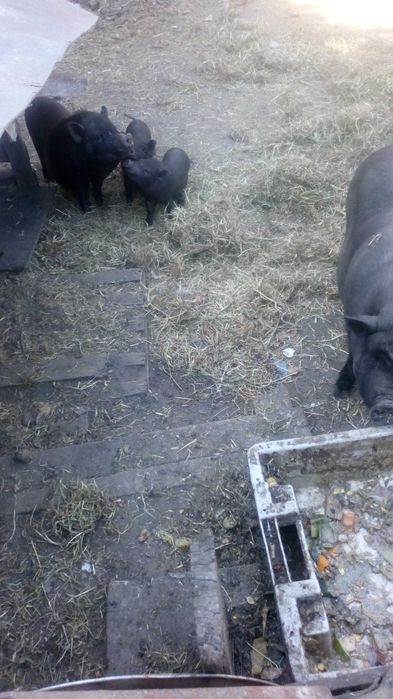 porcos anoes  pretos