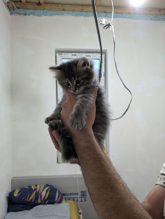 Віддам котят в гарні руки