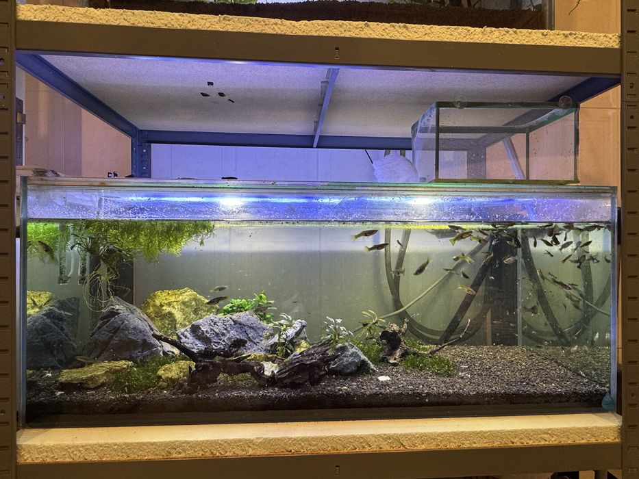 Aquario 160 litros