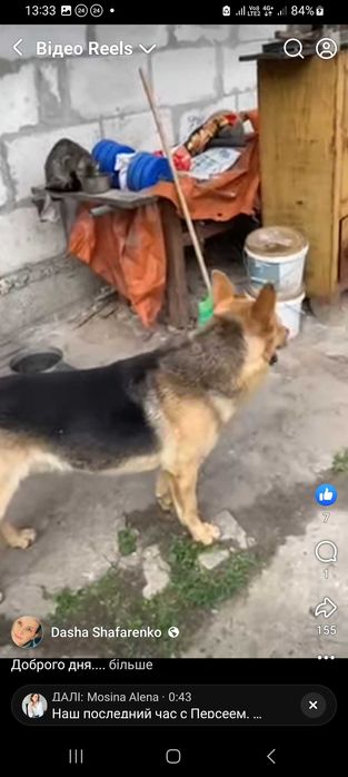 Собачка загубився
