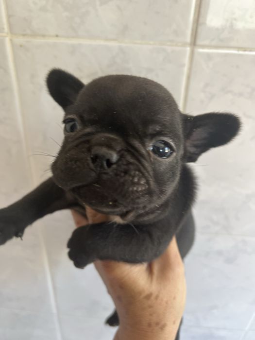 Bulldog frances top  preta femea