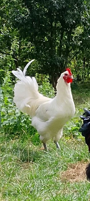 kaczor biegusy indyjskie i biały Australop