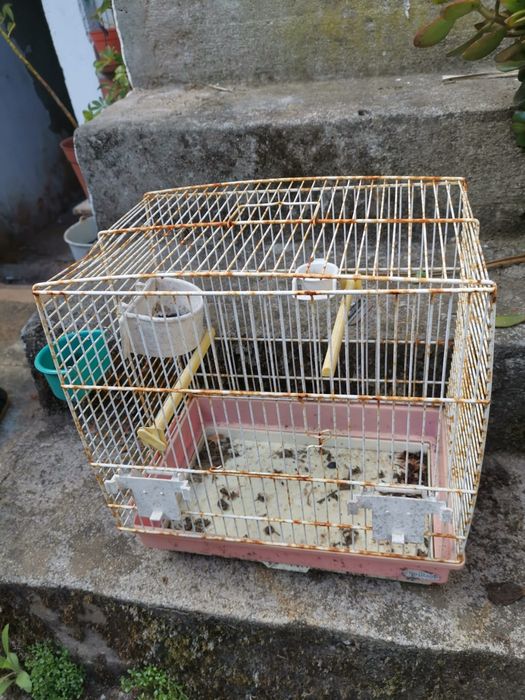 Gaiolas para pássaros