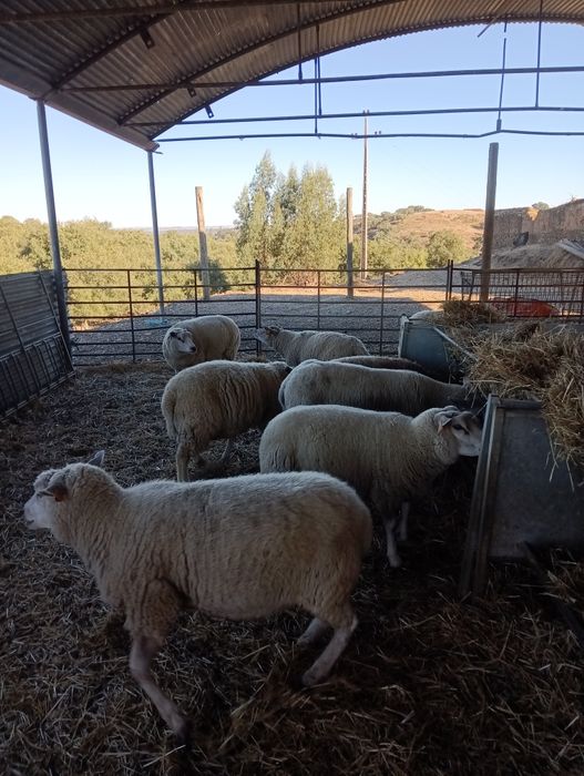 Ovelhas texel venda