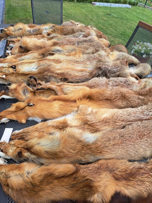 Skóry z lisa garbowane