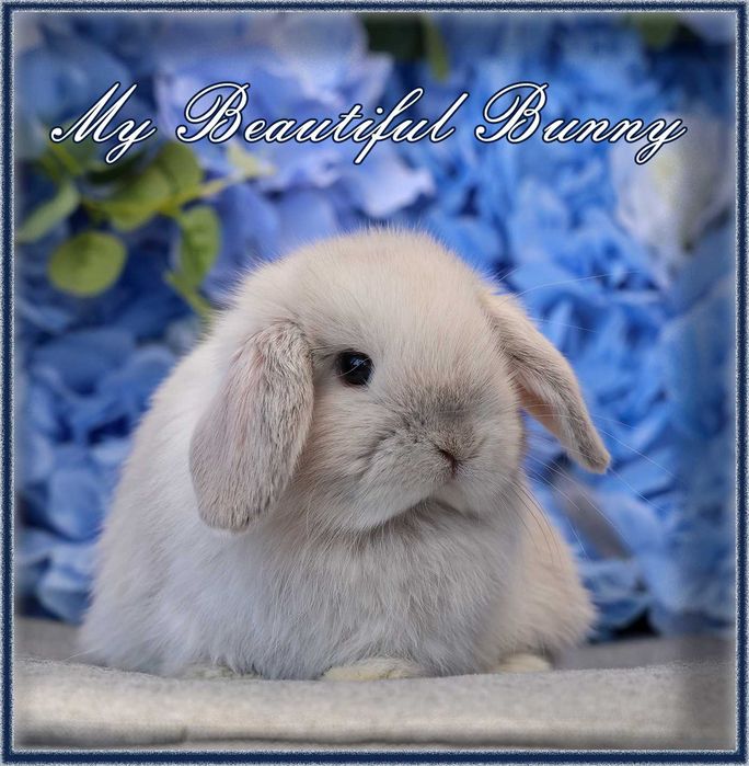 Młody Piękny Króliczek 100% mini Lop - Perła