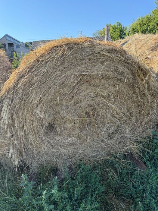 Сіно в круглих тюках