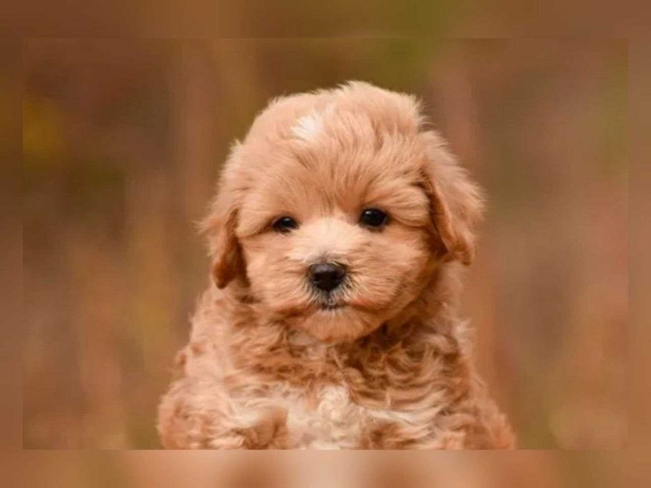 VIP-мальтіпу хлопчик-карамелька