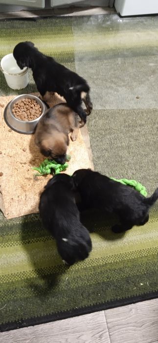 Цуценята невеликої породи,метиси