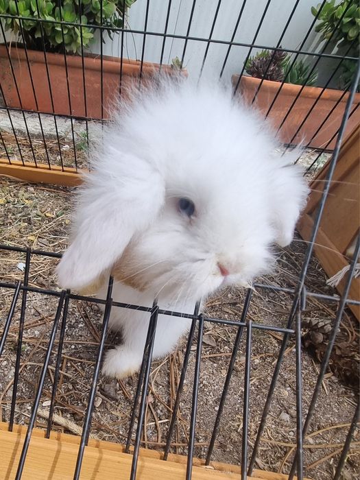 Coelhos anões bebés Ericeira