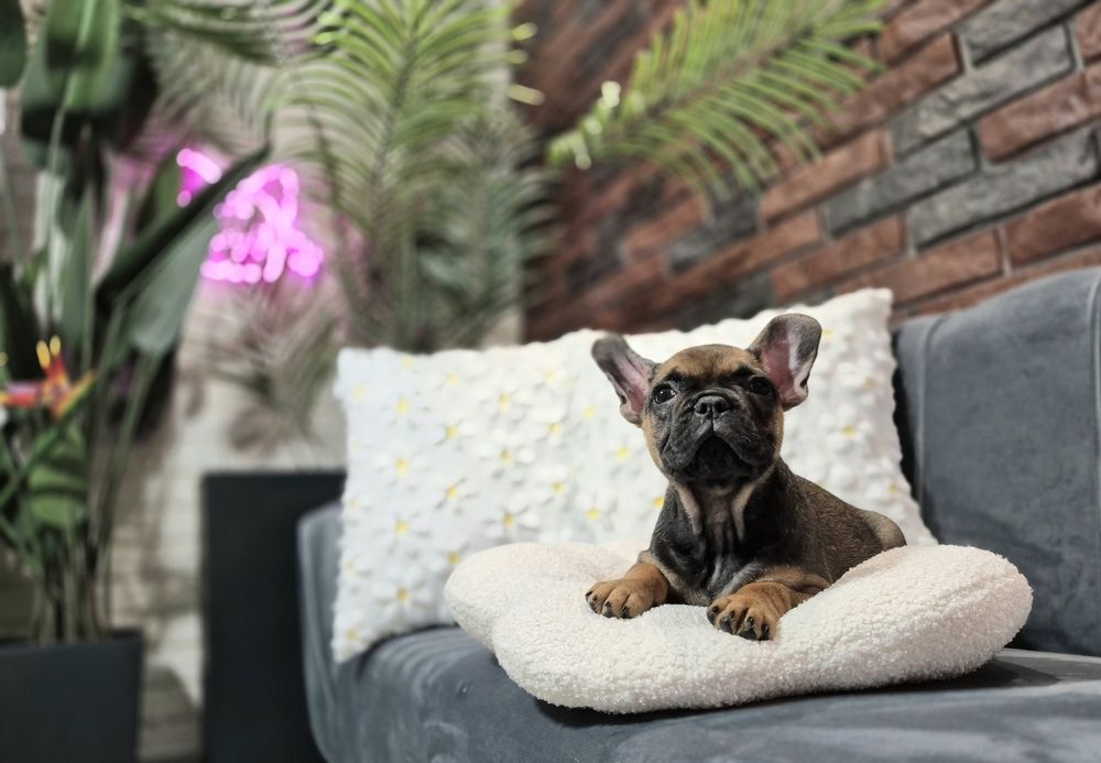 dziewczynka buldog francuski gotowa do odbioru