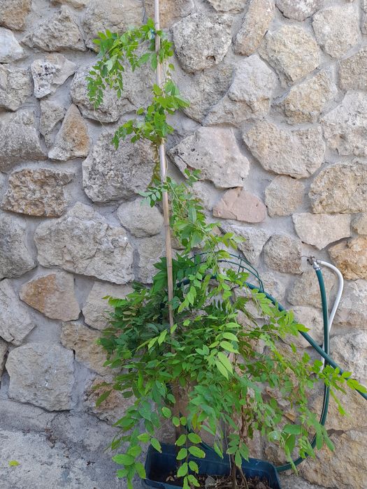 Glicinias de cor lilás