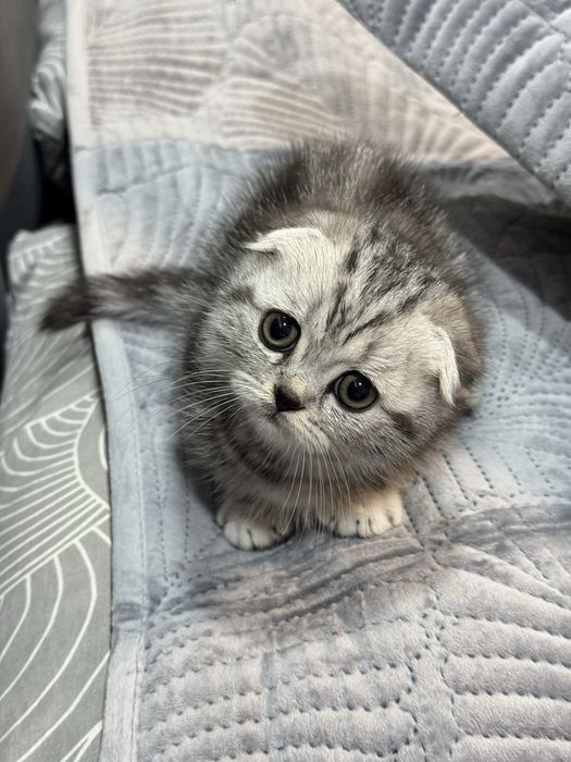 Висловухий хлопчик