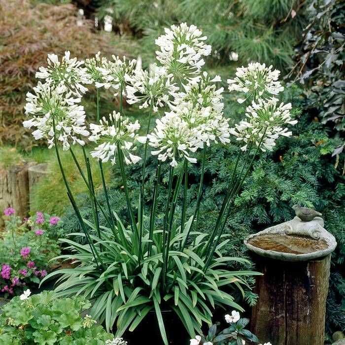 Agapanthos flor branca