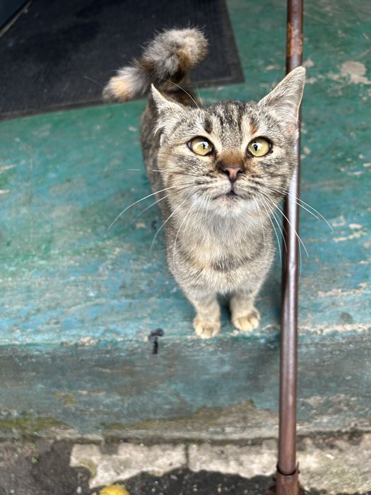 Кішечка шукає господаря