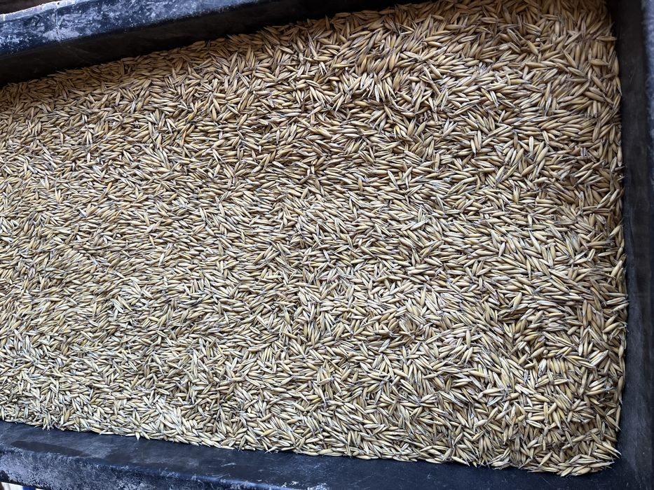 Owis bingo zbiór 2025