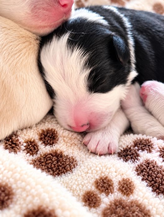 Border Collie rezerwacja