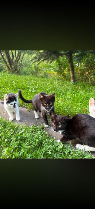 PILNE!!! Kot kocięta do oddania, mają dom tymczasowy tylko do  11.09.!