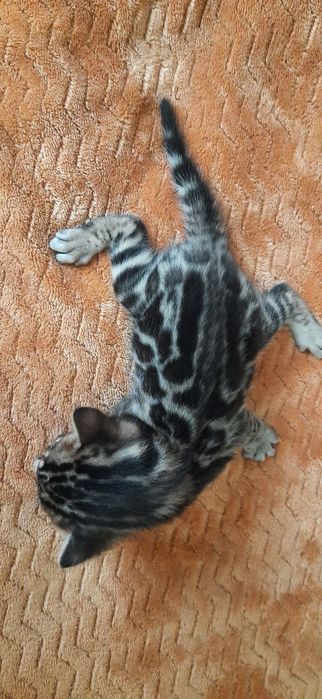 Бенгальские коты