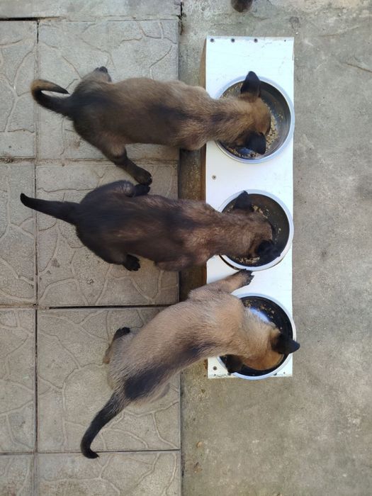 Бельгійська вівчарка цуценята малінуа