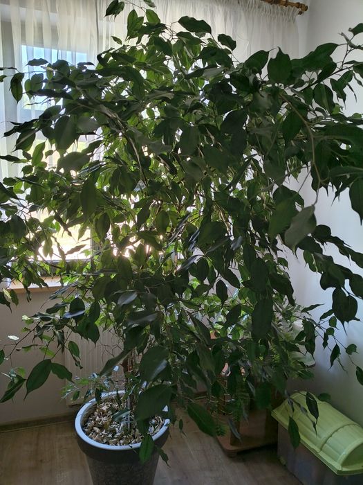 Figowiec Benjamina. Benjamin