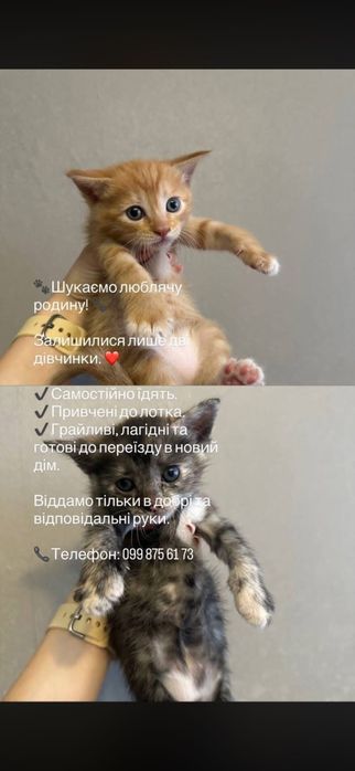 Котики, безкоштовно в добрі руки