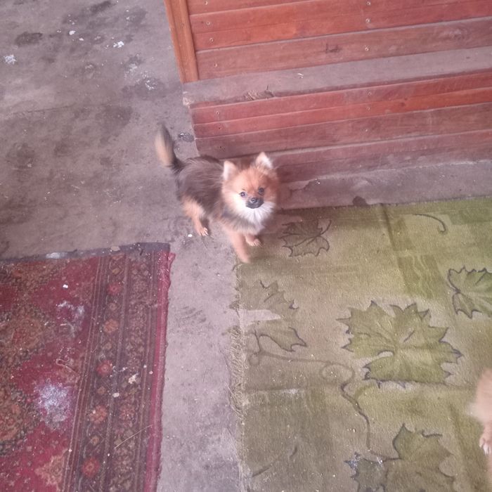 Чудовий шпіцик(хлопчик)