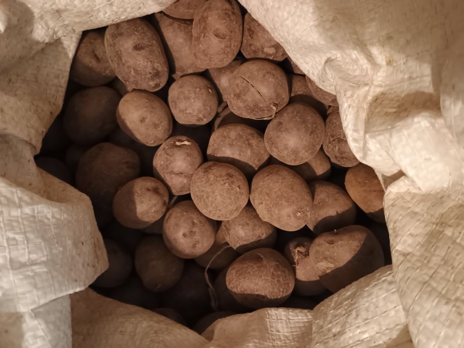 Картопля насіннєва Чорний принц, Кіранда, Белла Роза, Бельмонда