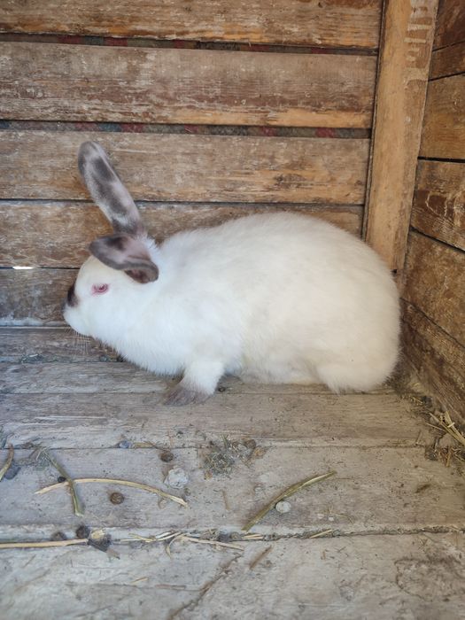 Кролики мардер каліфорнія шиншила