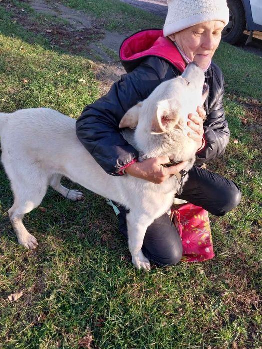 Собачка шукає домівку