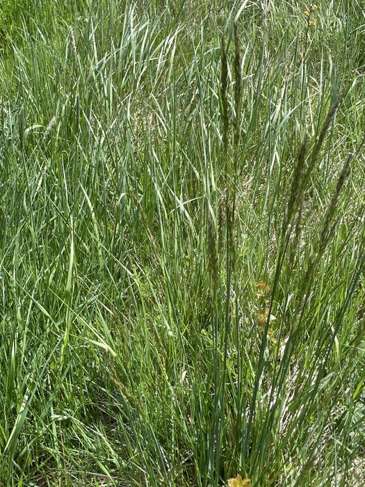 Oddam duze ilosci siana , biomasy