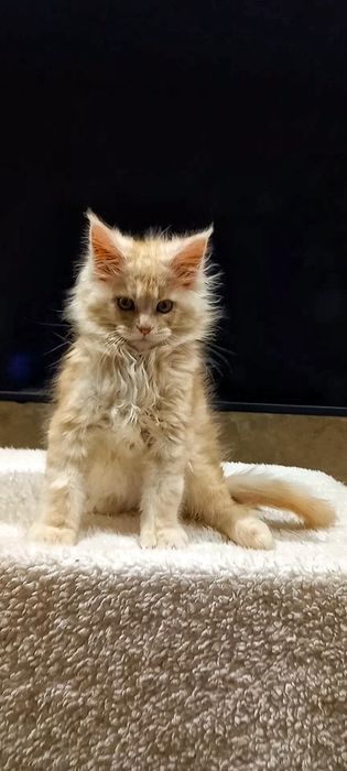 Рыжий муркотливий мейн-кун хлопчик,