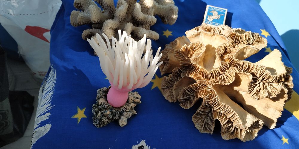 Псевдоморе  Аквариумистика