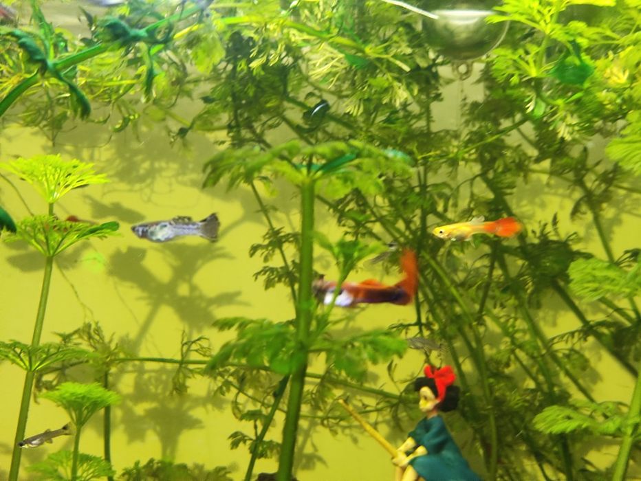 Peixe Guppy macho