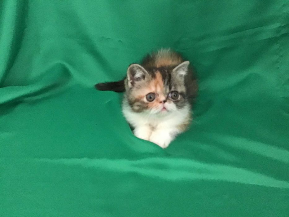 Екзотична Черепахова дівчинка Нора