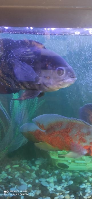 Аквариум на 120 литров