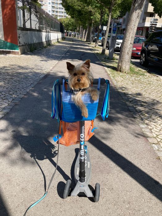 Femea Yorkshire 2anos 1’200kgs