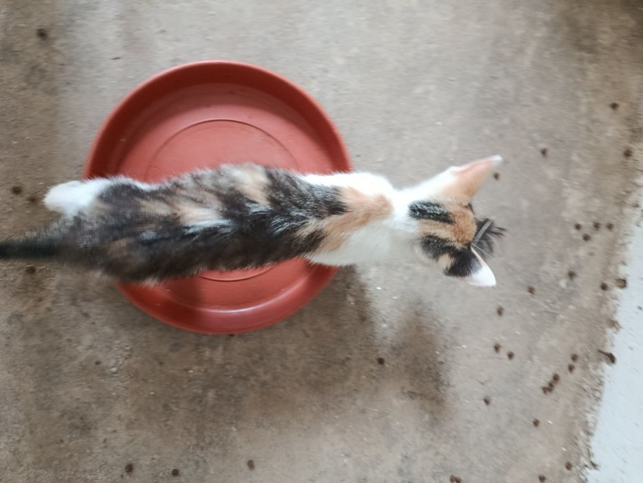 Gatinha para adoção
