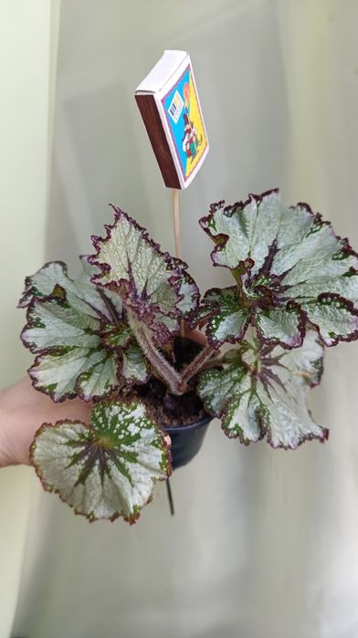 Бегонії дорослі різних сортів. 3 рослини 370 грн